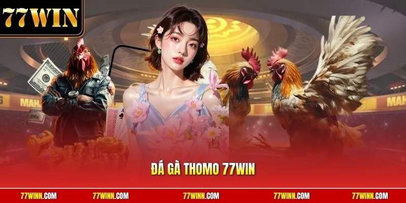 Đá gà Thomo 77Win