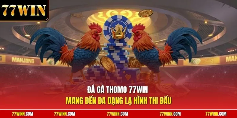 Đá gà thomo 77Win mang đến đa dạng lạ hình thi đấu