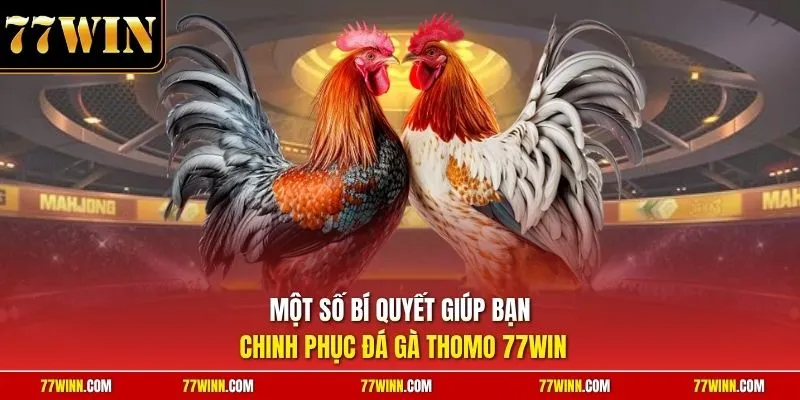 Một số bí quyết giúp bạn chinh phục đá gà thomo 77Win